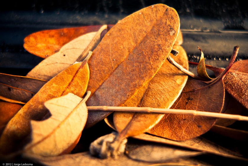 Lumix LX3, Leica D-Lux 4