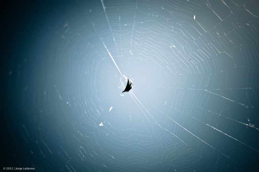 wpid-Caught-in-the-Middle.jpg Canon 30D, Canon 50mm 1.8 II