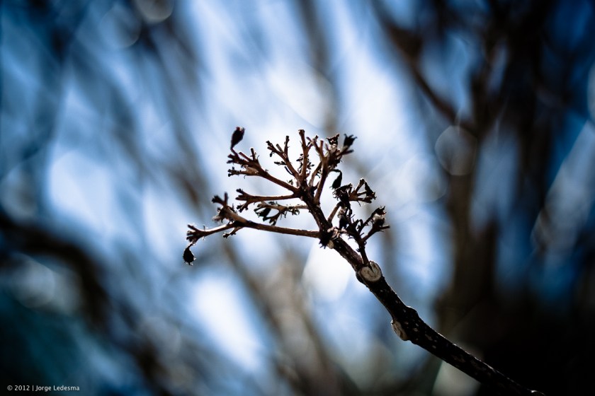 wpid-untitled-39.jpg Canon 30D, Canon 50mm 1.8 II