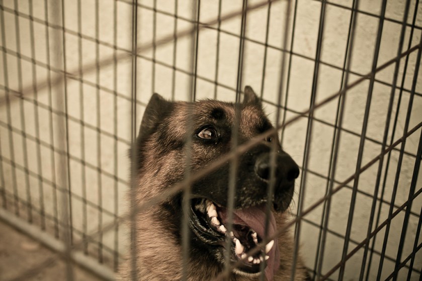 Canon XSI, Canon 450D, Canon 40mm 2.8, Canon Pancake, Canon STM,canon 40mm f2.8 photo