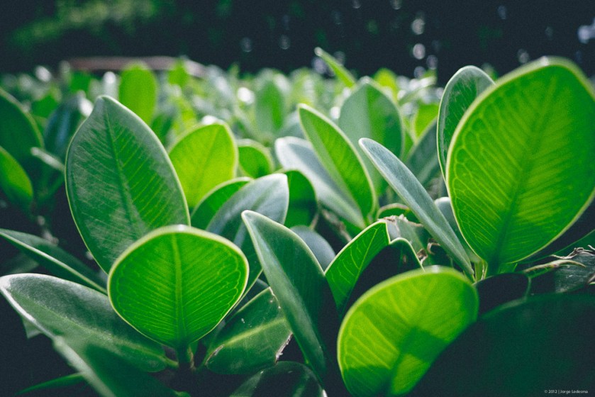 Panasonic LX5, Leica D-Lux 5, Street Photography, Black and White Photography, LX5, D-Lux 5, Leica, lumix lx5 review, leica d lux 5, D-Lux 5, Leica, lumix , photos, images, documentary, street, candid, portrait,portraits, snap,snaps, photography, lumix , lumix, color, black and white,images, pictures, daido, moriyama, jorge, ledesma, LX5, review,lumix LX5 revisão, lumix LX5, imagens, documentários, rua, revisão,lumix LX5 recenze, lumix LX5, obrázky, dokumentární, ulice, upřímný, portrét, fotoLX5afie,lumix LX5 revisione, lumix LX5, immagini, documentari, via, schietto, ritratto, fotoLX5afia,lumix LX5 recension, lumix LX5, bilder, dokumentär, gata, uppriktig, porträtt, fotoLX5afi,lumix LX5 examen, lumix LX5, images, documentaire, rue, candide, portrait, photoLX5aphie,lumix LX5 gennemgang, lumix , billeder, dokumentar, gade, åbenhjertig, portræt, foto LX5 afering,lumix LX5 recenzja, lumix LX5, zdjęć, filmów dokumentalnych, ulica, szczery, portret, fotoLX5afia,lumix LX5 Bewertung lumix , Bilder, Dokumentarfilm, Straße, offen, Porträt, FotoLX5afie,理光LX5審查，理光LX5，圖片，紀錄片，街道，坦誠，肖像，攝影，リコーLX5見直し、リコーLX5、画像、ドキュメンタリー、ストリート、スナップ写真、ポートレート、写真、lumix LX5 revisão, lumix LX5, imagens, documentários, rua, cândido, retrato, fotoLX5afia,icoh LX5 pagsusuri, lumix LX5, mga larawan, dokumentaryo, kalye, tapat, portrait, 