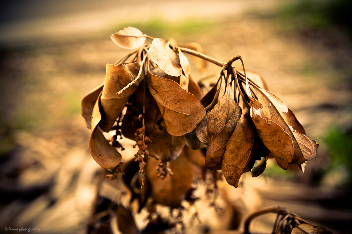 Canon 40D, Sigma 24-60mm 2.8 EX DG, Coral Gables, Miami, Florida, Street Photography, Lightroom 3, Flickr 40D, Canon Portrait Photography, Canon EOS
