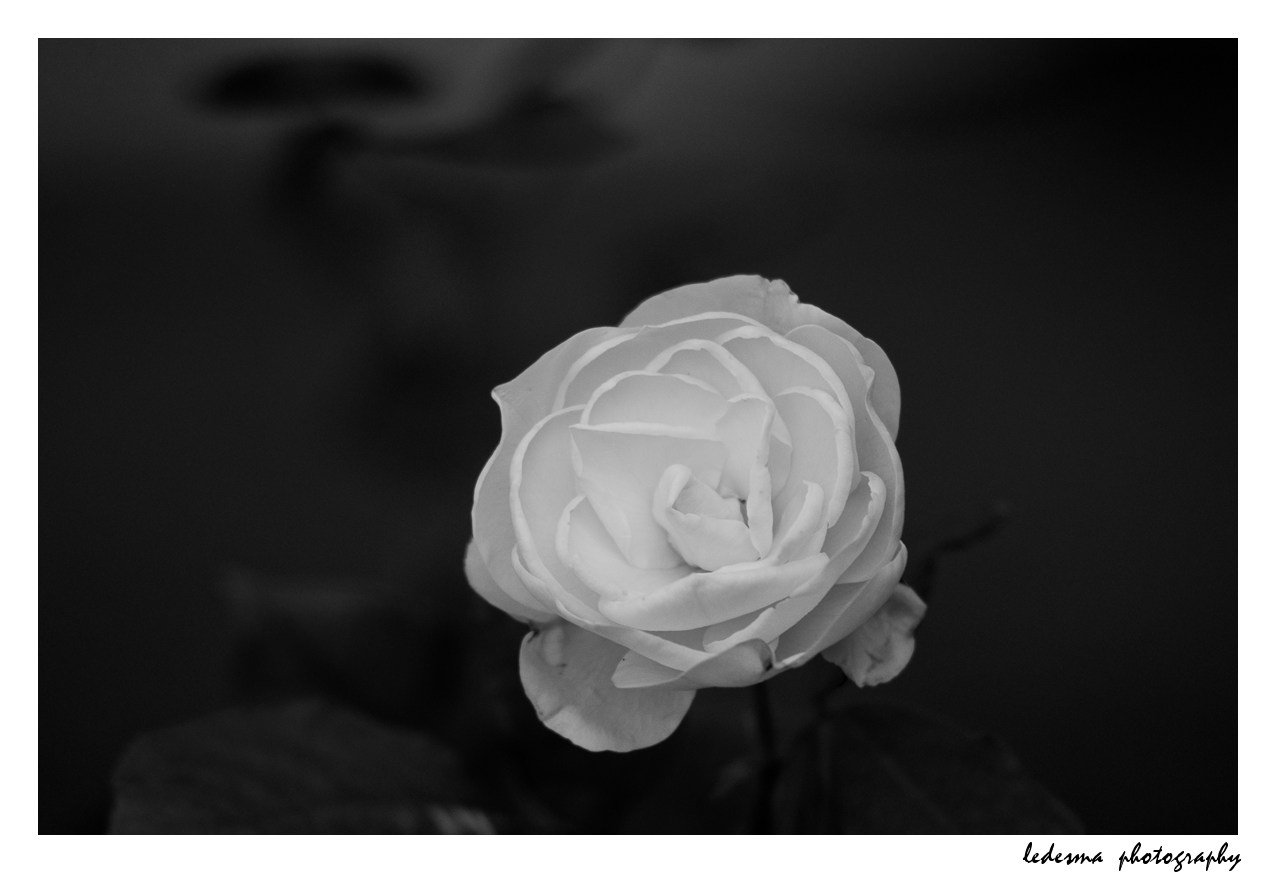 Nikon D90, Nikon 18-70mm, Portraits, Nikon, VSCO Film Presets, VSCO, films, Nikon review, Nikon , photos, images, documentary, street, candid, portrait, snap, photoaphy, Nikon , Nikon, color, black and white, pentax, images, pictures, daido, moriyama, jorge, ledesma, , review,Nikon revisão, Nikon , imagens, documentários, rua, revisão,Nikon recenze, Nikon , obrázky, dokumentární, ulice, upřímný, portrét, fotoafie,Nikon revisione, Nikon , immagini, documentari, via, schietto, ritratto, fotoafia,Nikon recension, Nikon, bilder, dokumentär, gata, uppriktig, porträtt, fotoafi,Nikon examen, Nikon , images, documentaire, rue, candide, portrait, photoaphie,Nikon gennemgang, Nikon , billeder, dokumentar, gade, åbenhjertig, portræt, fotoafering,Nikon recenzja, Nikon , zdjęć, filmów dokumentalnych, ulica, szczery, portret, fotoafia,Nikon Bewertung Nikon , Bilder, Dokumentarfilm, Straße, offen, Porträt, Fotoafie,理光審查,理光,圖片,紀錄片,街道,坦誠,肖像,攝影,リコー見直し、リコー、画像、ドキュメンタリー、ストリート、スナップ写真、ポートレート、写真、Nikon revisão, Nikon , imagens, documentários, rua, cândido, retrato, fotoafia,icoh pagsusuri, Nikon , mga larawan, dokumentaryo, kalye, tapat, portrait, photoaphy,