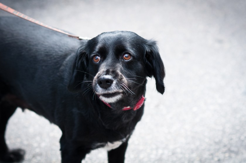 Nikon D90, Nikon 85mm 1.8D, Nikkor 85mm, Nikon Street Photography