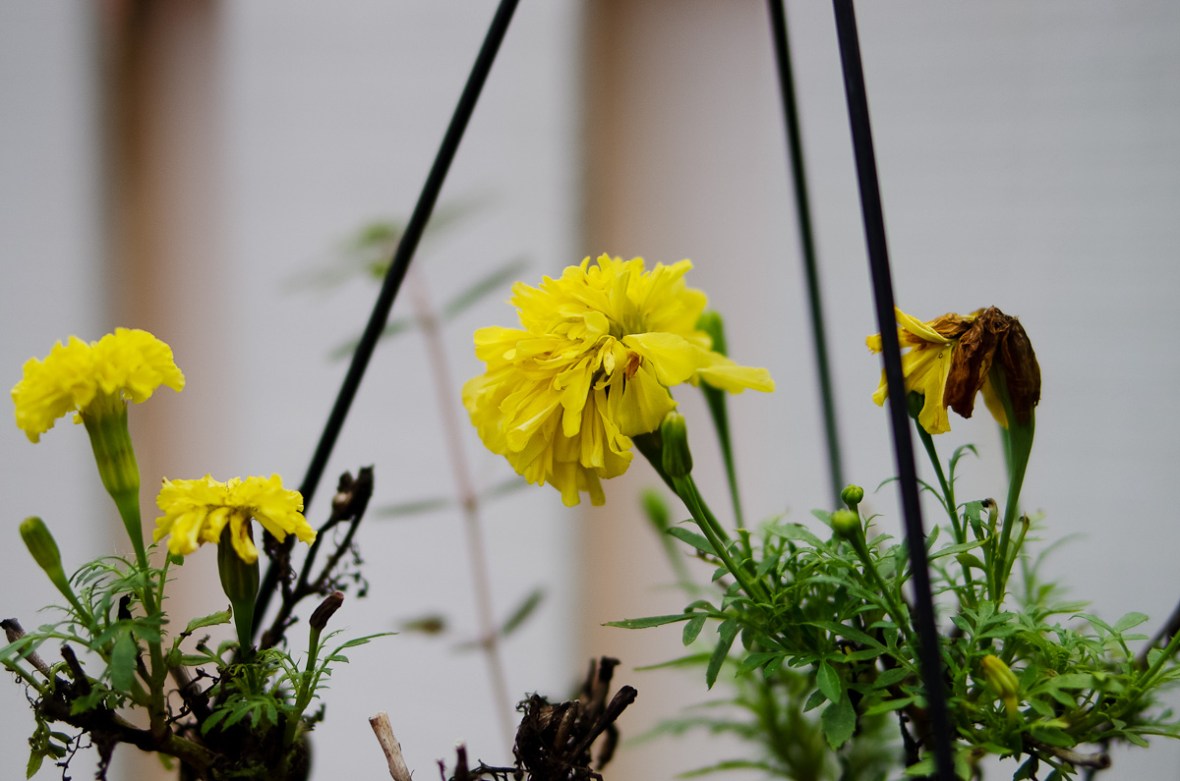 pentax k5 iis review, ricoh gr review, pentax k5 iis, photos, images, documentary, street, candid, portrait, snap, photography, pentax k5 iis, ricoh, project, color, silver efex, lightroom, grd2, grd3, grd4, grd5, black and white, pentax, pentax-ricoh, images, pictures, daido, moriyama, jorge, ledesma, gr, review,pentax k5 iis revisão, pentax k5 iis, imagens, documentários, rua, revisão,pentax k5 iis recenze, pentax k5 iis, obrázky, dokumentární, ulice, upřímný, portrét, fotografie,pentax k5 iis revisione, pentax k5 iis, immagini, documentari, via, schietto, ritratto, fotografia,pentax k5 iis recension, pentax k5 iis, bilder, dokumentär, gata, uppriktig, porträtt, fotografi,pentax k5 iis examen, pentax k5 iis, images, documentaire, rue, candide, portrait, photographie,pentax k5 iis gennemgang, pentax k5 iis, billeder, dokumentar, gade, åbenhjertig, portræt, fotografering,pentax k5 iis recenzja, pentax k5 iis, zdjęć, filmów dokumentalnych, ulica, szczery, portret, fotografia,pentax k5 iis Bewertung pentax k5 iis, Bilder, Dokumentarfilm, Straße, offen, Porträt, Fotografie,理光GR審查，理光GR，圖片，紀錄片，街道，坦誠，肖像，攝影，リコーGR見直し、リコーGR、画像、ドキュメンタリー、ストリート、スナップ写真、ポートレート、写真、pentax k5 iis revisão, pentax k5 iis, imagens, documentários, rua, cândido, retrato, fotografia,icoh gr pagsusuri, pentax k5 iis, mga larawan, dokumentaryo, kalye, tapat, portrait, photography,