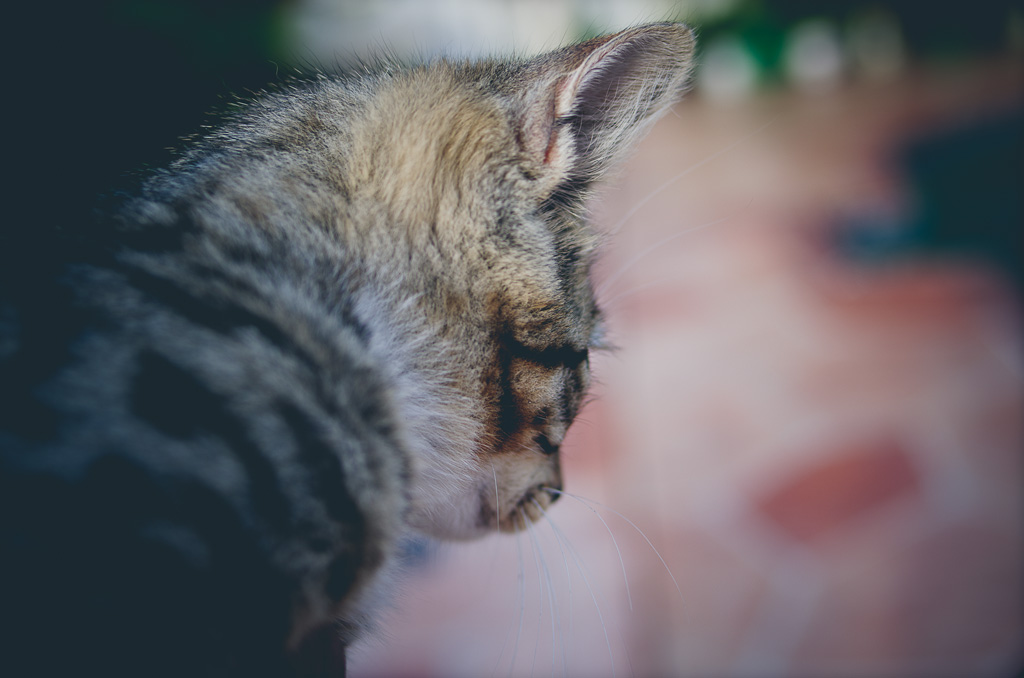 pentax k5 iis review, ricoh gr review, pentax k5 iis, photos, images, documentary, street, candid, portrait, snap, photography, pentax k5 iis, ricoh, project, color, silver efex, lightroom, grd2, grd3, grd4, grd5, black and white, pentax, pentax-ricoh, images, pictures, daido, moriyama, jorge, ledesma, gr, review,pentax k5 iis revisão, pentax k5 iis, imagens, documentários, rua, revisão,pentax k5 iis recenze, pentax k5 iis, obrázky, dokumentární, ulice, upřímný, portrét, fotografie,pentax k5 iis revisione, pentax k5 iis, immagini, documentari, via, schietto, ritratto, fotografia,pentax k5 iis recension, pentax k5 iis, bilder, dokumentär, gata, uppriktig, porträtt, fotografi,pentax k5 iis examen, pentax k5 iis, images, documentaire, rue, candide, portrait, photographie,pentax k5 iis gennemgang, pentax k5 iis, billeder, dokumentar, gade, åbenhjertig, portræt, fotografering,pentax k5 iis recenzja, pentax k5 iis, zdjęć, filmów dokumentalnych, ulica, szczery, portret, fotografia,pentax k5 iis Bewertung pentax k5 iis, Bilder, Dokumentarfilm, Straße, offen, Porträt, Fotografie,理光GR審查，理光GR，圖片，紀錄片，街道，坦誠，肖像，攝影，リコーGR見直し、リコーGR、画像、ドキュメンタリー、ストリート、スナップ写真、ポートレート、写真、pentax k5 iis revisão, pentax k5 iis, imagens, documentários, rua, cândido, retrato, fotografia,icoh gr pagsusuri, pentax k5 iis, mga larawan, dokumentaryo, kalye, tapat, portrait, photography,