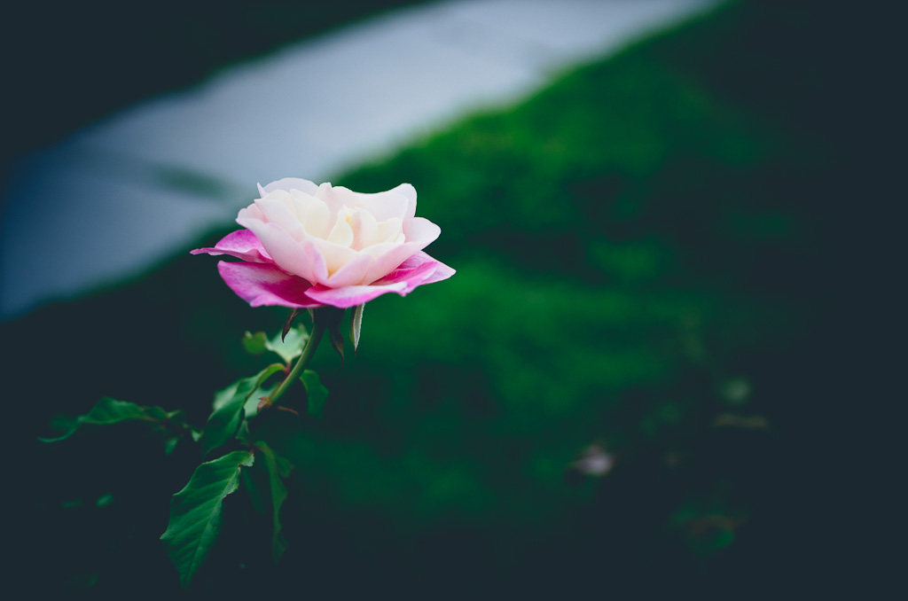 pentax k5 iis review, ricoh gr review, pentax k5 iis, photos, images, documentary, street, candid, portrait, snap, photography, pentax k5 iis, ricoh, project, color, silver efex, lightroom, grd2, grd3, grd4, grd5, black and white, pentax, pentax-ricoh, images, pictures, daido, moriyama, jorge, ledesma, gr, review,pentax k5 iis revisão, pentax k5 iis, imagens, documentários, rua, revisão,pentax k5 iis recenze, pentax k5 iis, obrázky, dokumentární, ulice, upřímný, portrét, fotografie,pentax k5 iis revisione, pentax k5 iis, immagini, documentari, via, schietto, ritratto, fotografia,pentax k5 iis recension, pentax k5 iis, bilder, dokumentär, gata, uppriktig, porträtt, fotografi,pentax k5 iis examen, pentax k5 iis, images, documentaire, rue, candide, portrait, photographie,pentax k5 iis gennemgang, pentax k5 iis, billeder, dokumentar, gade, åbenhjertig, portræt, fotografering,pentax k5 iis recenzja, pentax k5 iis, zdjęć, filmów dokumentalnych, ulica, szczery, portret, fotografia,pentax k5 iis Bewertung pentax k5 iis, Bilder, Dokumentarfilm, Straße, offen, Porträt, Fotografie,理光GR審查，理光GR，圖片，紀錄片，街道，坦誠，肖像，攝影，リコーGR見直し、リコーGR、画像、ドキュメンタリー、ストリート、スナップ写真、ポートレート、写真、pentax k5 iis revisão, pentax k5 iis, imagens, documentários, rua, cândido, retrato, fotografia,icoh gr pagsusuri, pentax k5 iis, mga larawan, dokumentaryo, kalye, tapat, portrait, photography,