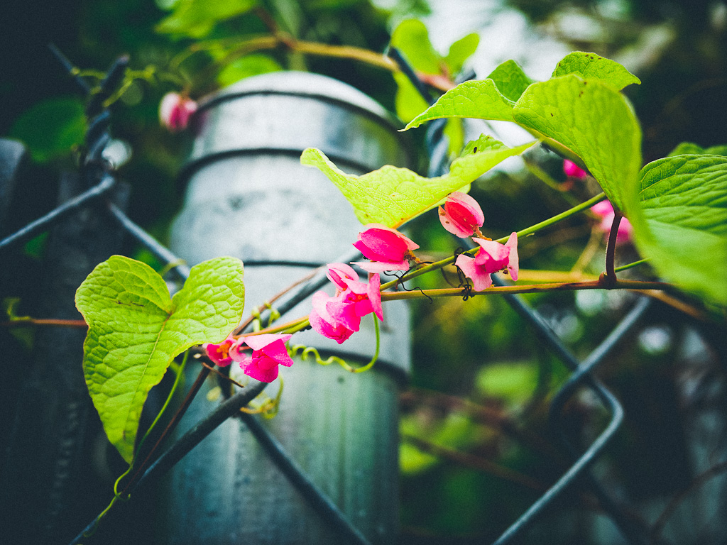 really nice images presets, ricoh gr review, ricoh gr, photos, images, documentary, street, candid, portrait, snap, photography, ricoh gr, ricoh, project, 28mm, 35mm, f2.8, streetcred, 2013color, grd2, grd3, grd4, grd5, black and white, pentax, vsco film street photography, ricoh gr blog, ricoh gr snap focus, ricoh gr 2013 havana, true grain street photography, pentax-ricoh, images, pictures, daido, moriyama, jorge, ledesma, gr, review,ricoh gr revisão, ricoh gr, imagens, documentários, rua, revisão,RICOH GR recenze, RICOH GR, obrázky, dokumentární, ulice, upřímný, portrét, fotografie,ricoh gr revisione, ricoh gr, immagini, documentari, via, schietto, ritratto, fotografia,Ricoh GR recension, Ricoh GR, bilder, dokumentär, gata, uppriktig, porträtt, fotografi,Ricoh GR examen, Ricoh GR, images, documentaire, rue, candide, portrait, photographie,Ricoh gr gennemgang, Ricoh GR, billeder, dokumentar, gade, åbenhjertig, portræt, fotografering,Ricoh GR recenzja, ricoh gr, zdjęć, filmów dokumentalnych, ulica, szczery, portret, fotografia,Ricoh GR Bewertung Ricoh GR, Bilder, Dokumentarfilm, Straße, offen, Porträt, Fotografie,理光GR審查，理光GR，圖片，紀錄片，街道，坦誠，肖像，攝影，リコーGR見直し、リコーGR、画像、ドキュメンタリー、ストリート、スナップ写真、ポートレート、写真、ricoh gr revisão, ricoh gr, imagens, documentários, rua, cândido, retrato, fotografia,icoh gr pagsusuri, ricoh gr, mga larawan, dokumentaryo, kalye, tapat, portrait, photography,