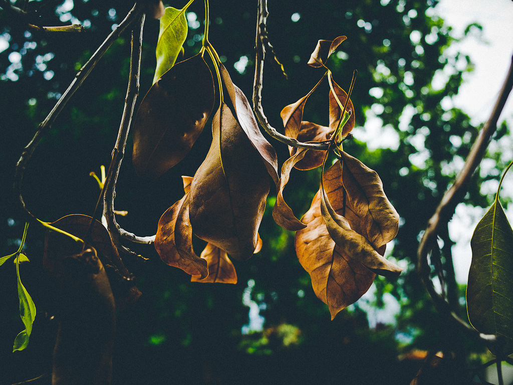 really nice images presets, ricoh gr review, ricoh gr, photos, images, documentary, street, candid, portrait, snap, photography, ricoh gr, ricoh, project, 28mm, 35mm, f2.8, streetcred, 2013color, grd2, grd3, grd4, grd5, black and white, pentax, vsco film street photography, ricoh gr blog, ricoh gr snap focus, ricoh gr 2013 havana, true grain street photography, pentax-ricoh, images, pictures, daido, moriyama, jorge, ledesma, gr, review,ricoh gr revisão, ricoh gr, imagens, documentários, rua, revisão,RICOH GR recenze, RICOH GR, obrázky, dokumentární, ulice, upřímný, portrét, fotografie,ricoh gr revisione, ricoh gr, immagini, documentari, via, schietto, ritratto, fotografia,Ricoh GR recension, Ricoh GR, bilder, dokumentär, gata, uppriktig, porträtt, fotografi,Ricoh GR examen, Ricoh GR, images, documentaire, rue, candide, portrait, photographie,Ricoh gr gennemgang, Ricoh GR, billeder, dokumentar, gade, åbenhjertig, portræt, fotografering,Ricoh GR recenzja, ricoh gr, zdjęć, filmów dokumentalnych, ulica, szczery, portret, fotografia,Ricoh GR Bewertung Ricoh GR, Bilder, Dokumentarfilm, Straße, offen, Porträt, Fotografie,理光GR審查，理光GR，圖片，紀錄片，街道，坦誠，肖像，攝影，リコーGR見直し、リコーGR、画像、ドキュメンタリー、ストリート、スナップ写真、ポートレート、写真、ricoh gr revisão, ricoh gr, imagens, documentários, rua, cândido, retrato, fotografia,icoh gr pagsusuri, ricoh gr, mga larawan, dokumentaryo, kalye, tapat, portrait, photography,