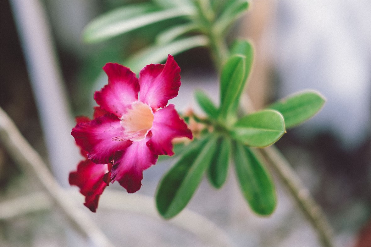 fuji 35mm f2 review, first impressions, fujifilm 35mm f2 r wr, fuji xt1, new fuji lens, f2 35mm, fujifilm miami, united states, fuji x series photography