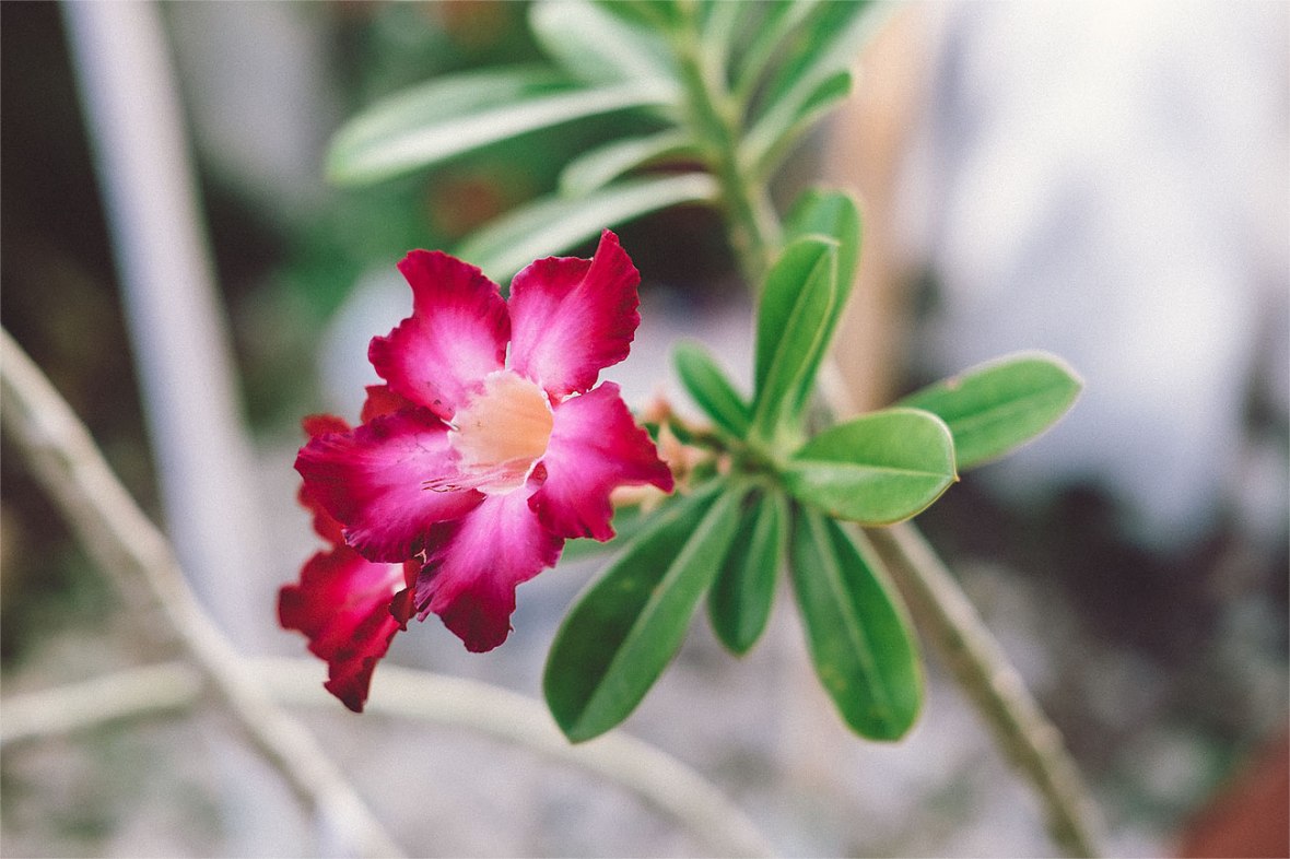 fuji 35mm f2 review, first impressions, fujifilm 35mm f2 r wr, fuji xt1, new fuji lens, f2 35mm, fujifilm miami, united states, fuji x series photography