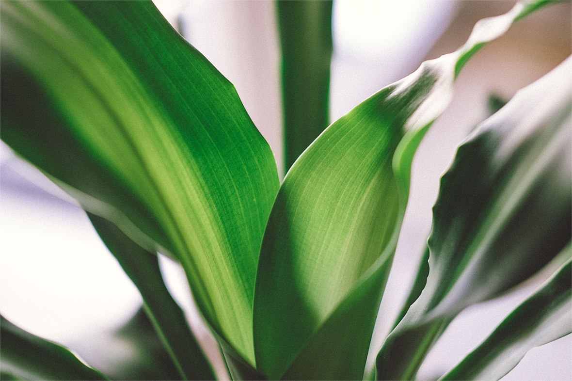 fuji 35mm f2 review, first impressions, fujifilm 35mm f2 r wr, fuji xt1, new fuji lens, f2 35mm, fujifilm miami, united states, fuji x series photography