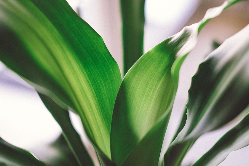 fuji 35mm f2 review, first impressions, fujifilm 35mm f2 r wr, fuji xt1, new fuji lens, f2 35mm, fujifilm miami, united states, fuji x series photography