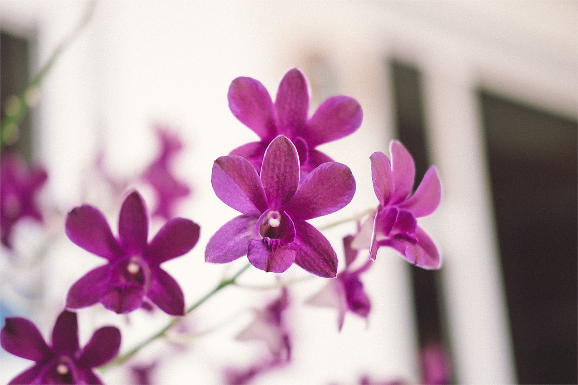 fuji 35mm f2 review, first impressions, fujifilm 35mm f2 r wr, fuji xt1, new fuji lens, f2 35mm, fujifilm miami, united states, fuji x series photography