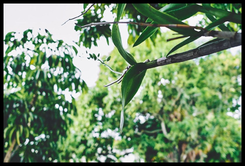 leica x1, leica x1 street photography, snap photography, kodak cmos sensor, leica glow, leica miami store, leica mirrorless camera, leica X2, leica compact camera, leica, leica elmarit