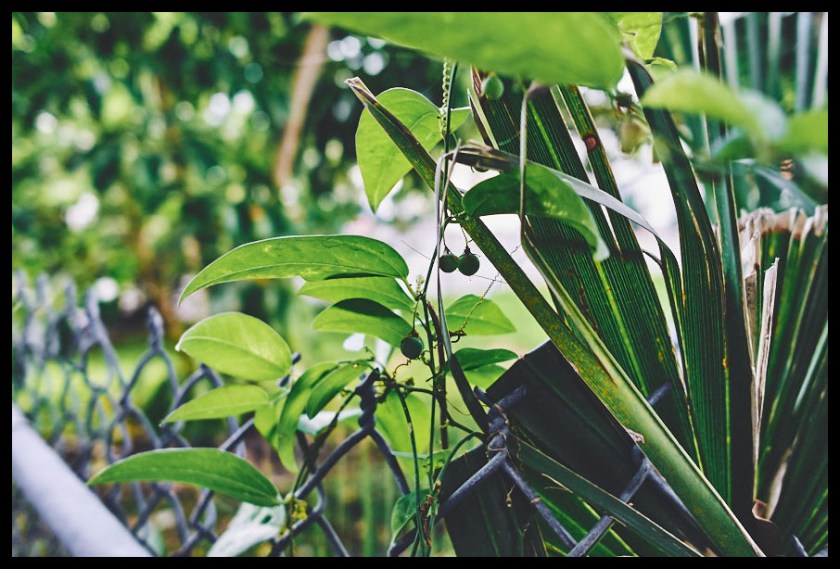 leica x1, leica x1 street photography, snap photography, kodak cmos sensor, leica glow, leica miami store, leica mirrorless camera, leica X2, leica compact camera, leica, leica elmarit